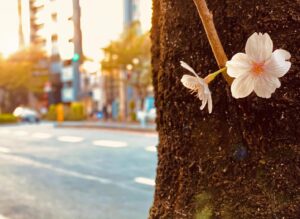Saburo Tokito Instagram - 今日の夕景＠東京　桜&芝桜
桜はほとんど散ってしまったけど、まだ頑張ってるヤツ
#桜 #芝桜
