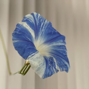 Saburo Tokito Instagram - 今日咲いた朝顔の花。
一昨年の夏の余ってたタネをうえたら、日当たりのいい窓際で開花。
生命力、強し。
「監察医朝顔2」第10話　明日18日午後9時オンエア！
#真冬の朝顔　#監察医朝顔
#上野樹里　＃時任三郎