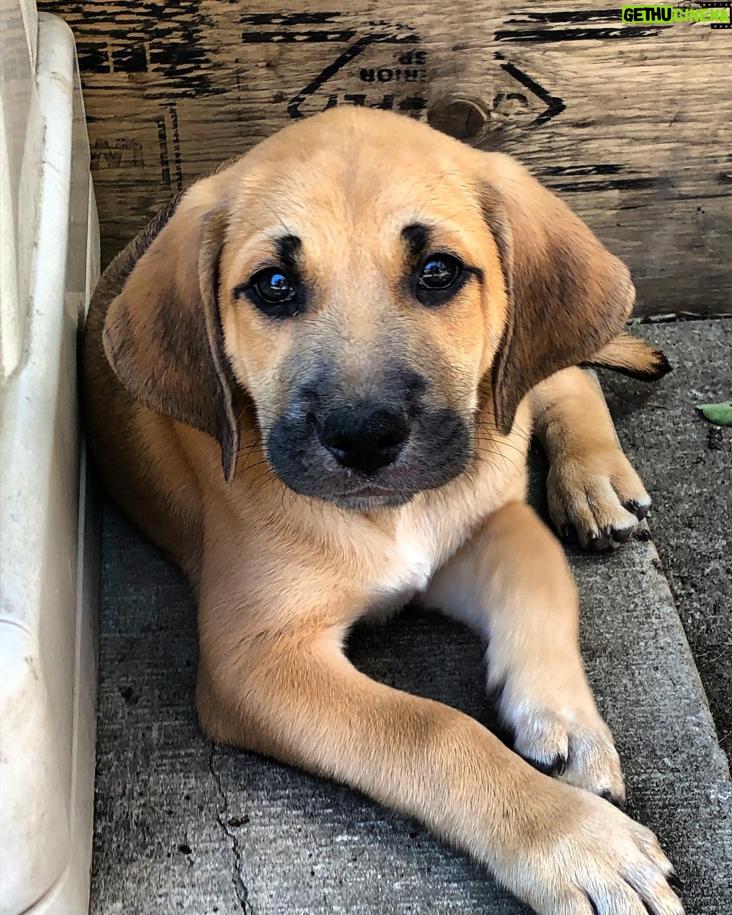 Sadie Munroe - 550 Likes - Little Lincoln💜
@fetch_and_releash
