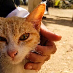 Sahel Rosa Instagram - ねこ