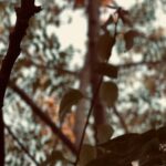 Sajjad Ali