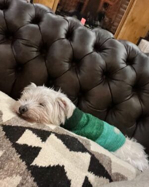 Sally Pressman Instagram - 💔💔
Joey,
 We knew you were part of our family from the first time we met you. You had been through so much and yet were standing strong with a smile, looking for love. We should have known then what a world class fighter you are. A couple years ago, we found out that of all ailments, you had a heart that was too big. Your heart was too big. And it came as no surprise to us at all.
 We took you to the Hamptons, to Cabo, to Montana, to Ojai…to everywhere. We hope we showed you the world and we hope we showed you what love and care and kindness are. 
  I’m so sorry we couldn’t give you immortality. For us, you are immortal. We love you so much. Our hearts are broken 🌈🌈🌈
