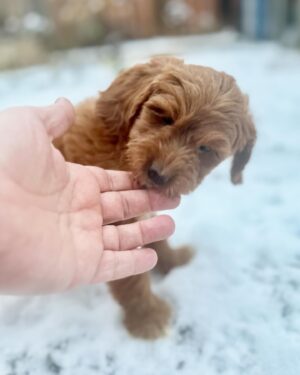 Salvatore Antonio Instagram - New year, new love 💗 
An unexpected arrival, and I’m instantly smitten.
Welcome my new pup, my sweet baby girl:
Isla Rêve