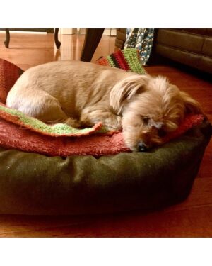 Salvatore Antonio Instagram - Yesterday, my sweet girl Gladys Jean left us peacefully. 
There’s too much to say about how special she was… 
She loved sitting in the sun, and going for drives, giving kisses, crunching on a chip, and she loved a good nap.
I am so grateful to have had her with me for 13 years. I cradled her in one hand when she was just a 6-week-old pup, and I’m honoured to have been able to hold her in my arms as her spirit lifted away. 
Run free and unencumbered, my baby. I’ll always love you. 🤍✨🕊️