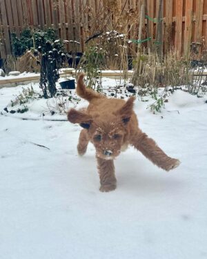 Salvatore Antonio Instagram - One week in, and Ms. Isla is growing like a weed and living for the snow. That makes one of us! 😉 ❄️🐶