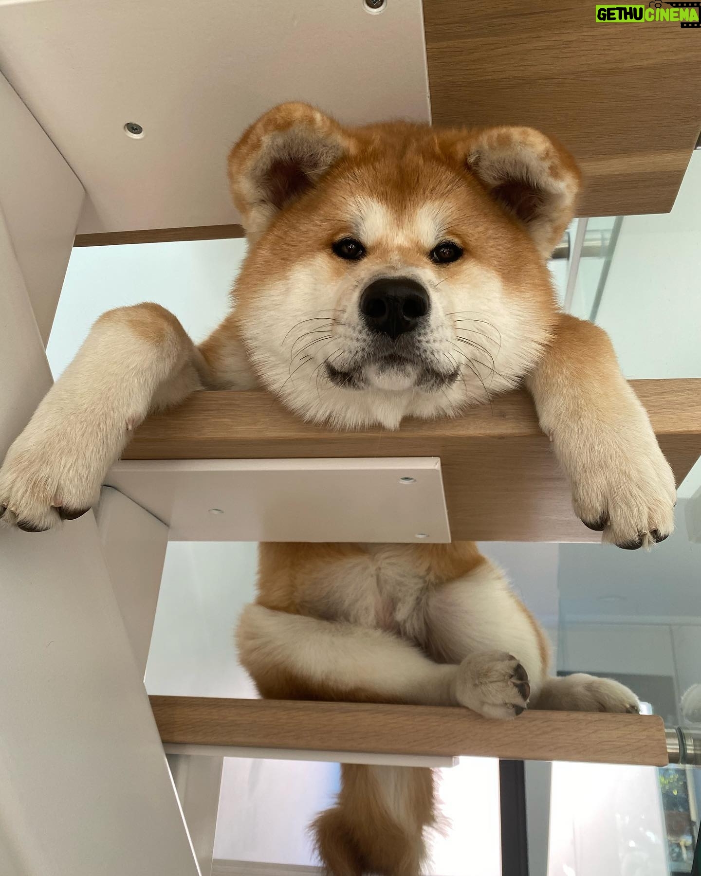 Sam Breton - 12.4K Likes - Step by step ❤️
.
.
@genji_akitainu