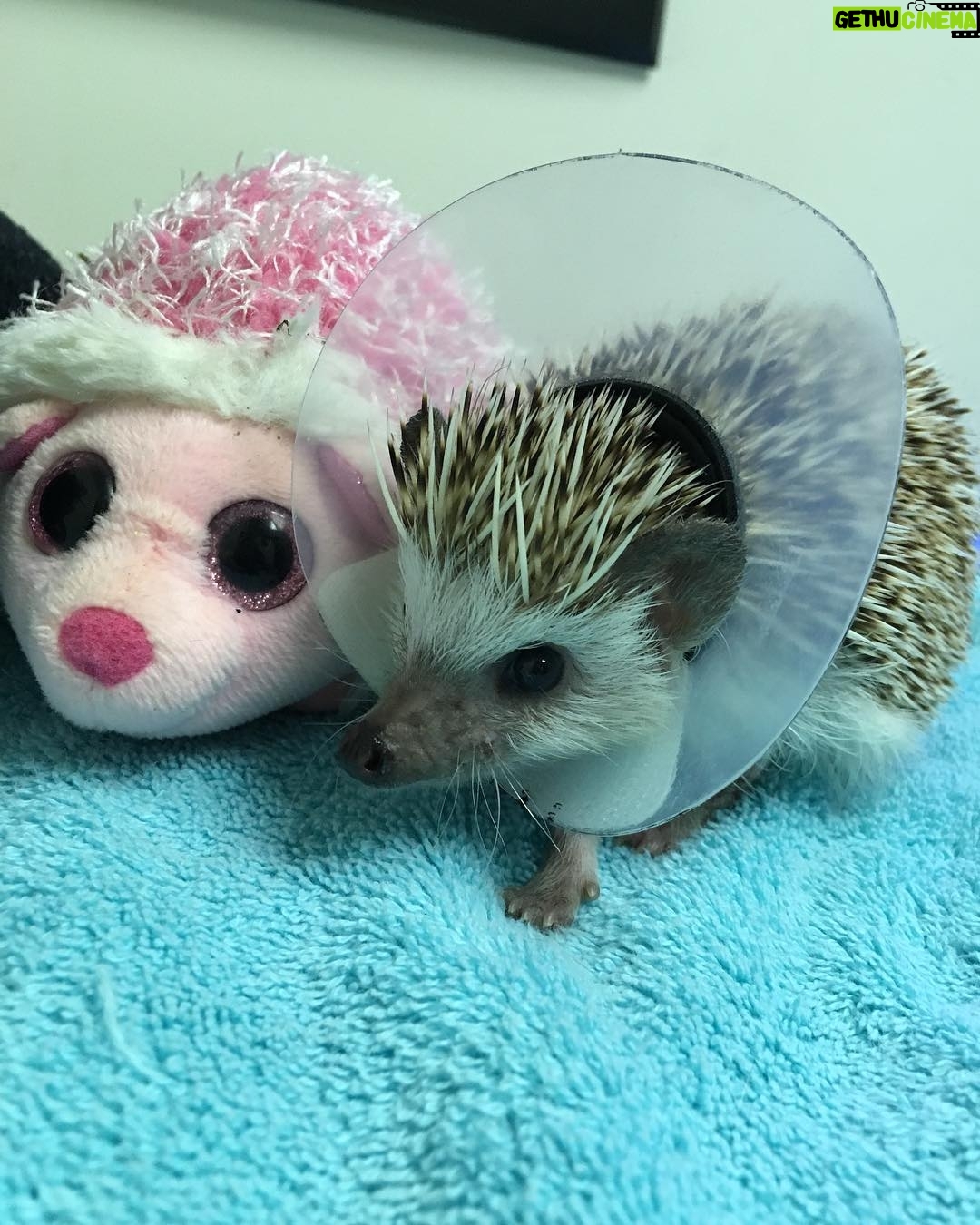 Sam Breton - 2.1K Likes - Mon fils Henri qui vient de se faire enlever son petit plâtre sur la patte 🦔😍
PS : Je lui avais amené sa blonde Antoinette, d’un coup qui feelerait cochon. #doggy #herisson #operation