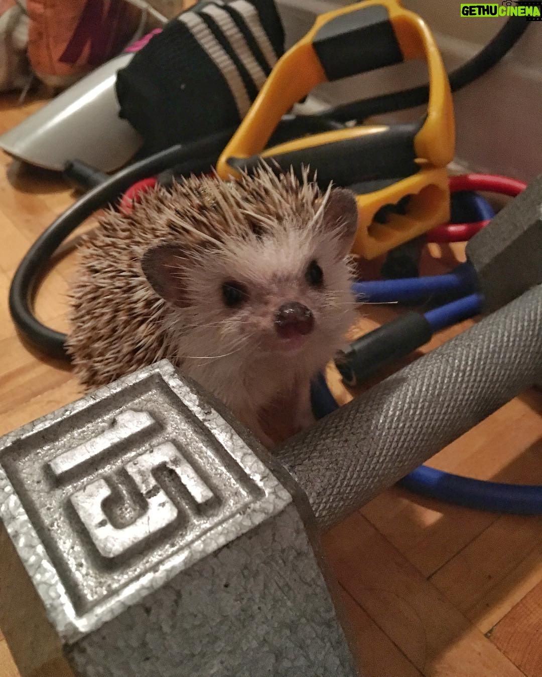Sam Breton - 1.4K Likes - Chercher son fils partout dans l'appart pour finalement le trouver en plein training 🏋🏻😍
#hedgehog #herisson #henri #trainning #gym #ybench3plates #yésasauce