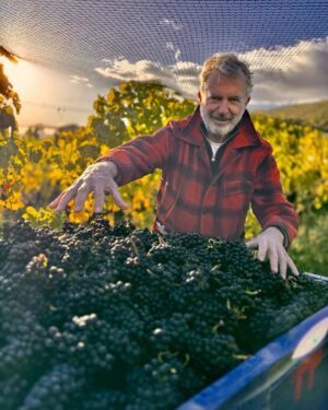 Sam Neill Instagram - FIRST PICK ! Vintage 2024 starts here. First bin, Clone115, the Fusilier Vineyard on Felton Rd; destined for our ‘Au Naturel’ Pinot Noir. Perfect fruit. Great day. Eh ? Happy Prop. Very happy.