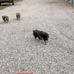 Sam Neill Instagram - BAD PIGGIES! The 3 Little Pigs were caught red trottered stealing the chickens’ food. Here they are, busted and guilty as hell , getting wrangled back … to poor Mum .
@twopaddocks
