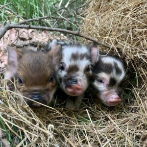 Sam Neill Instagram - THREE LITTLE PIGS . Bryan gave birth a couple of days ago . Here are the 3 little pigs. Angelica is the proud father . He is off in another paddock for a while , his eyesight isn’t exactly 20/20 and he could easily inadvertently squash one of them liddle fellas. Bryan a great mum, even though it’s her first batch. Eventually thinking they could be great xmas pets.