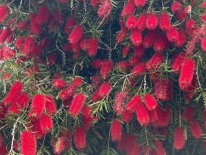 Sam Neill Instagram - BOTTLEBRUSH SEASON HERE . And i am collecting them . Swipe left for some more …