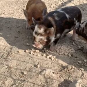 Sam Neill Instagram - In a little while , we will be looking for NICE people , who want a Kune Kune Piggy PET . Have a think about it and stand by for more info when the time is right. They need space , food , a friend or two , and affection.. As i say , think about it .