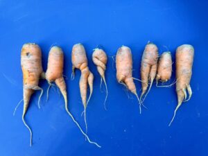 Sam Neill Instagram - MY CARROTS, well some of today’s more interesting ones anyway. We like to encourage self expression in the veggie garden . I mean , why shouldn’t a carrot have the artistic freedom of a Nureyev or Fonteyn ? Who are we to say ‘You shall all conform, be a regular boring 🥕 carrot’ . What are we ? Garden nazis ?