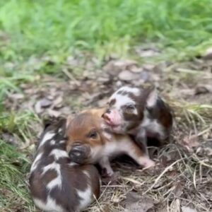 Sam Neill Instagram - Three Little Pigs give new slant on ‘ chewing your ear off ‘.