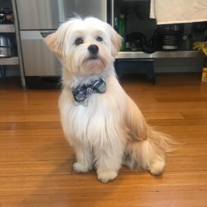 Sam Reich Instagram - Today we lost our beloved dog Finnegan to cancer. He was 7 years old. 

Finn was rescued by @maedayrescue along with 3 other pups and their mom from a parking lot in Tarzana. He was, to us, less of a dog and more of a little boy. He was sweet, watchful, and affectionate, but also rambunctious, independent, and opinionated. We never learned his breed, but we suspect he was largely Lhasa Apso, who the Tibetan monks had guard their holy temples. His favorite things were balls and cheese, and his least favorite things were children and water.

Finn was whip smart and learned 15  tricks in his short life: “sit,” “stay,” “roll over,” “speak,” “stand up” and more. He also learned things we never meant for him to: "where's your mom" and "where's your dad" would send him searching for either one of us; "go see who it is" would heave him howling toward the door. 

He would ask for pets by propping himself up on your knee and then petting himself, pawing at his own face. He would go upside-down for belly-rubs, and then - if you stopped - go somehow *further* upside-down, making himself irresistible. He would ask to play ball by dropping it repeatedly at your feet ad infinitum. And, if your face was in reach, he would launch himself at you and cover you in kisses.

His long hair was the talk of the neighborhood. When we dyed his tail rainbow colors for pride, he earned the local nickname "rainbow dog." When he ran - at a top speed pretty impressive for 13 pounds - his hair would be one step behind him, creating a sort of antigravity effect. When he was bathed by the wonderful team at @jessronagrooming, he would suddenly look as small and fragile as he really was.

I'll miss the "ka-thunk, ka-thunk, ka-thunk" of him coming down the stairs. I'll miss the way he'd nonchalantly bark at the door for hours, like a percolating pot of coffee. I'll miss the way he unfolded his entire body to pee, like a ballerina. I'll miss him sunbathing on the deck in the morning, wearing squinty eyes and a deadpan expression. And I'll miss his holy presence in our lives. Dog backwards and all that.

Love you forever, little man.