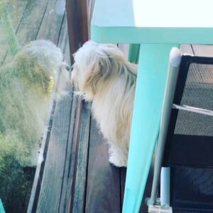 Sam Reich Instagram - Today we lost our beloved dog Finnegan to cancer. He was 7 years old. 

Finn was rescued by @maedayrescue along with 3 other pups and their mom from a parking lot in Tarzana. He was, to us, less of a dog and more of a little boy. He was sweet, watchful, and affectionate, but also rambunctious, independent, and opinionated. We never learned his breed, but we suspect he was largely Lhasa Apso, who the Tibetan monks had guard their holy temples. His favorite things were balls and cheese, and his least favorite things were children and water.

Finn was whip smart and learned 15  tricks in his short life: “sit,” “stay,” “roll over,” “speak,” “stand up” and more. He also learned things we never meant for him to: "where's your mom" and "where's your dad" would send him searching for either one of us; "go see who it is" would heave him howling toward the door. 

He would ask for pets by propping himself up on your knee and then petting himself, pawing at his own face. He would go upside-down for belly-rubs, and then - if you stopped - go somehow *further* upside-down, making himself irresistible. He would ask to play ball by dropping it repeatedly at your feet ad infinitum. And, if your face was in reach, he would launch himself at you and cover you in kisses.

His long hair was the talk of the neighborhood. When we dyed his tail rainbow colors for pride, he earned the local nickname "rainbow dog." When he ran - at a top speed pretty impressive for 13 pounds - his hair would be one step behind him, creating a sort of antigravity effect. When he was bathed by the wonderful team at @jessronagrooming, he would suddenly look as small and fragile as he really was.

I'll miss the "ka-thunk, ka-thunk, ka-thunk" of him coming down the stairs. I'll miss the way he'd nonchalantly bark at the door for hours, like a percolating pot of coffee. I'll miss the way he unfolded his entire body to pee, like a ballerina. I'll miss him sunbathing on the deck in the morning, wearing squinty eyes and a deadpan expression. And I'll miss his holy presence in our lives. Dog backwards and all that.

Love you forever, little man.