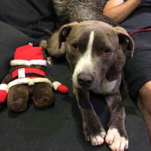 Sam Witwer Instagram - Hey @aynsstagram ! Remember when, 4 years ago today, your lies and multi-layered deceptions conned me into "fostering" this skinny little Pitbull?

Your subterfuge is even now causing me to bake a dog cake (pupcakes) for him and Leonard to commemorate his (my) assimilation.

So look upon this picture from 4 years ago.
I don't know how you live with yourself.

#Buster #Butters #MisterButts #Boots #Booter #Bootstraps #MisterStraps #Strapavarius #BooterStrapinski #FiliBuster #Pitbull #Pibble #Vicious #Malicious #Lies #Deception #MoreLies #BorGullet