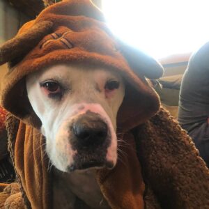 Sam Witwer Instagram - My first born has become a huge Return of the Jedi fan. #Leonard #AmericanBulldog #Bulldog #dog #dogbro #dogbull #rescue