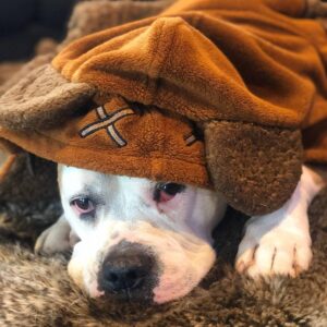 Sam Witwer Instagram - My first born has become a huge Return of the Jedi fan. #Leonard #AmericanBulldog #Bulldog #dog #dogbro #dogbull #rescue