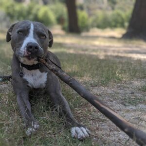 Sam Witwer Instagram - It's not the years...
...it's the mileage.

#IfAdventureHasAName #ItMustBe #Leonard #Walter #Buster #AmericanBulldog #PitBull #dogs #TheyOutNumberMe #TheyOutWeighMe  #strays #rescue #adoptdontshop🐾