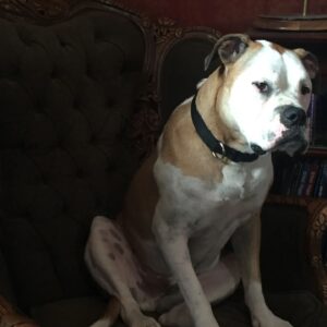 Sam Witwer Instagram - He says it's time to get back to it.
#Leonard #leeroy #Landru #bulldog #AmericanBulldog #pitbull #crashtones #music #producer #record #engineer #protools #AmericanBrodog