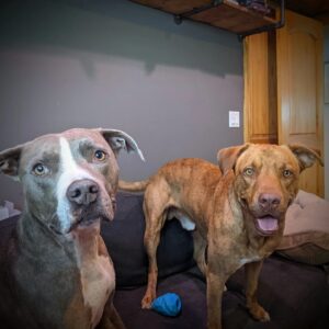 Sam Witwer Instagram - I set out to adopt 0 dogs.
I now have 3 dogs.

#adoptdontshop🐾 #strays #dontdumpyourdogs #Leonard #Leroy #Landru #Nimoy #Buster #Booter #MisterBootstraps #MisterStraps #Boosterrocketship #Walter #Walt #christophwaltz #MisterSqueaks #Pitbull #Bulldog #AmericanBulldog