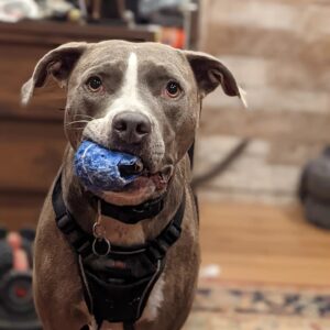 Sam Witwer Instagram - I set out to adopt 0 dogs.
I now have 3 dogs.

#adoptdontshop🐾 #strays #dontdumpyourdogs #Leonard #Leroy #Landru #Nimoy #Buster #Booter #MisterBootstraps #MisterStraps #Boosterrocketship #Walter #Walt #christophwaltz #MisterSqueaks #Pitbull #Bulldog #AmericanBulldog
