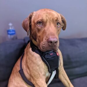Sam Witwer Instagram - Yeah. He's still here. So what?

#Walter #Walt #WaltWitwer #Squeaker #MisterSqueaks #PitBull #Pibble #Freeloader #CouchSurfing #Foster #Fail #Failure #Idontknowhowtofoster #Ihaveapersonalitydefect #adopted #rescue #mydogsoutweighmenow #tobefairididntaskforthis #allthreeofmydogsweretotallyrandomhappenstance #dontjudgeme #icanfeelyourjudgement #icanarmwrestleyouandwin #shutallmouths