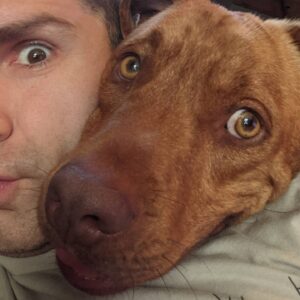 Sam Witwer Instagram - Yeah. He's still here. So what?

#Walter #Walt #WaltWitwer #Squeaker #MisterSqueaks #PitBull #Pibble #Freeloader #CouchSurfing #Foster #Fail #Failure #Idontknowhowtofoster #Ihaveapersonalitydefect #adopted #rescue #mydogsoutweighmenow #tobefairididntaskforthis #allthreeofmydogsweretotallyrandomhappenstance #dontjudgeme #icanfeelyourjudgement #icanarmwrestleyouandwin #shutallmouths