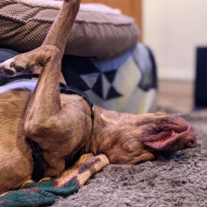 Sam Witwer Instagram - Yeah. He's still here. So what?

#Walter #Walt #WaltWitwer #Squeaker #MisterSqueaks #PitBull #Pibble #Freeloader #CouchSurfing #Foster #Fail #Failure #Idontknowhowtofoster #Ihaveapersonalitydefect #adopted #rescue #mydogsoutweighmenow #tobefairididntaskforthis #allthreeofmydogsweretotallyrandomhappenstance #dontjudgeme #icanfeelyourjudgement #icanarmwrestleyouandwin #shutallmouths