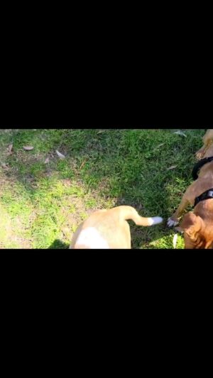 Sam Witwer Instagram - #dogs #straydog #pitbull #pibbles #pebbles #fruitypebbles #formation #pack #packhunters #velociraptors