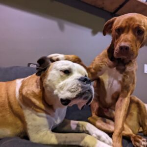 Sam Witwer Instagram - 7 years ago today, the doggy on the left appeared in my back yard and barricaded himself behind my garage. 
1 year ago today, I found the doggy on the right in Elysian Park.

#Leonard #Walter
 #AlsoDontForgetBusterBecauseHesVeryFunny
#rescues #Pitbull #Dogs #Pibbles #AmericanBulldog
#ImBakingCakesForThem #pupcakes #seriouslyiam #andpuppyicecream