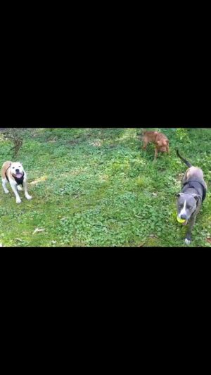 Sam Witwer Instagram - Hours, guys. Hours. 
#adopt #straydog #pitbull #pibble #busterandleonardTEAMWORK #Buster #Booter #Leonard #AmericanBulldog #Whatthehellhaveigottenmyselfinto #hours #didimentionhours #thisdogwasouttherefor3dayssaysthecopsitalkedto #likelyhewasdumped