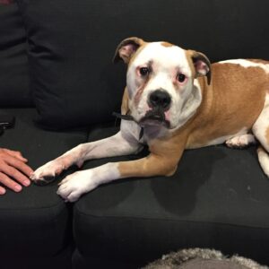 Sam Witwer Instagram - 7 years ago today, the doggy on the left appeared in my back yard and barricaded himself behind my garage. 
1 year ago today, I found the doggy on the right in Elysian Park.

#Leonard #Walter
 #AlsoDontForgetBusterBecauseHesVeryFunny
#rescues #Pitbull #Dogs #Pibbles #AmericanBulldog
#ImBakingCakesForThem #pupcakes #seriouslyiam #andpuppyicecream