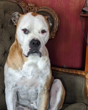 Sam Witwer Instagram - Look at him. 
Look. 
....He looks like Robert Mitchum.

#Handsome #puppy #man #puppyman #handsomepup #handsomedog #Leonard #AmericanBulldog #Rescue #dog #pup