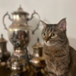 Saman Ehteshami