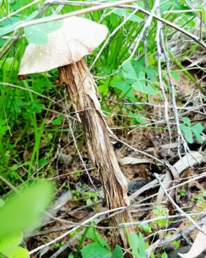 Samar Qupty Instagram - Mushrooms don’t care 🍄
#mushrooms #pick #mushroompicking #nature #naturephotography #naturelovers #green #poisonous #friends #saturday #sun #car #driving #filters #wood #woods #forest #forestphotography