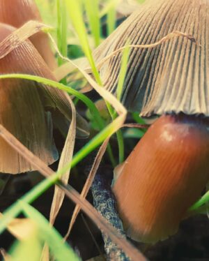 Samar Qupty Instagram - Mushrooms don’t care 🍄
#mushrooms #pick #mushroompicking #nature #naturephotography #naturelovers #green #poisonous #friends #saturday #sun #car #driving #filters #wood #woods #forest #forestphotography