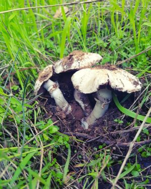 Samar Qupty Instagram - Mushrooms don’t care 🍄
#mushrooms #pick #mushroompicking #nature #naturephotography #naturelovers #green #poisonous #friends #saturday #sun #car #driving #filters #wood #woods #forest #forestphotography