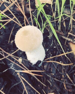 Samar Qupty Instagram - Mushrooms don’t care 🍄
#mushrooms #pick #mushroompicking #nature #naturephotography #naturelovers #green #poisonous #friends #saturday #sun #car #driving #filters #wood #woods #forest #forestphotography