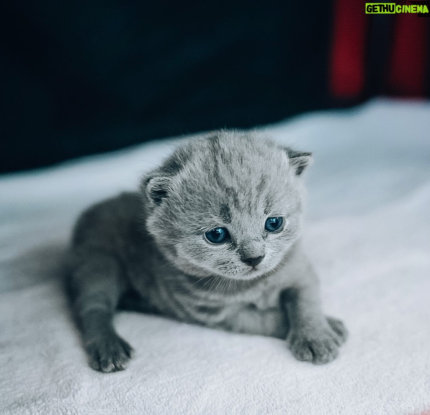 Sami Kuronen - 8K Likes - Maailman huolet ja murheet unohtuvat näiden edessä 🤍
Kolmen viikon vankalla elämänkokemuksella poseerauksetkin jo hallussa!
#britishshorthair #kitten @hyrinan @kurosenhilma