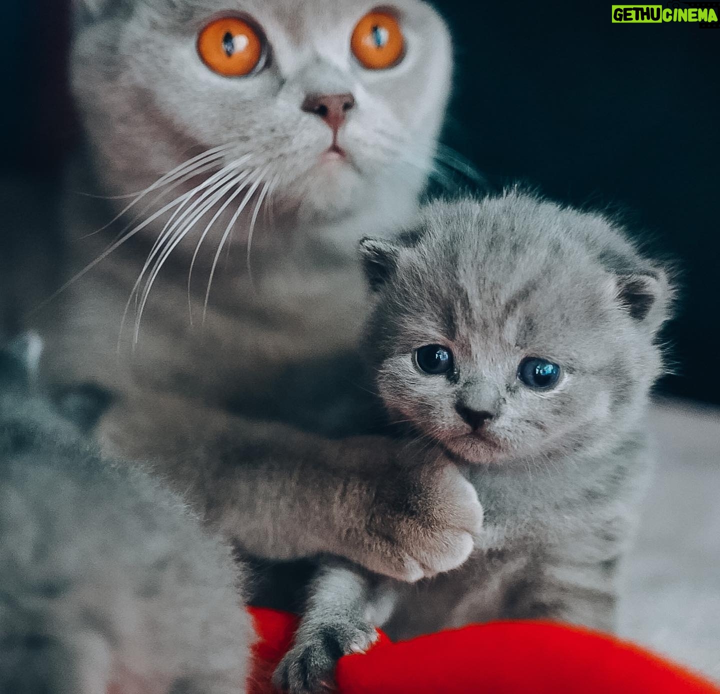 Sami Kuronen - 8K Likes - Maailman huolet ja murheet unohtuvat näiden edessä 🤍
Kolmen viikon vankalla elämänkokemuksella poseerauksetkin jo hallussa!
#britishshorthair #kitten @hyrinan @kurosenhilma