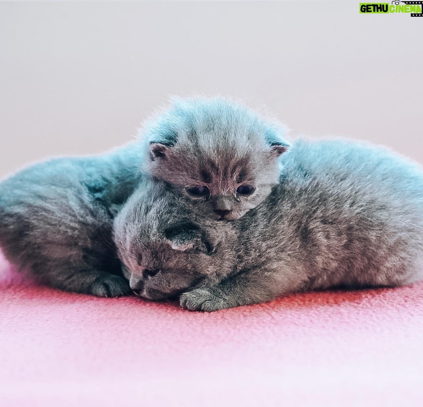 Sami Kuronen - 8K Likes - Maailman huolet ja murheet unohtuvat näiden edessä 🤍
Kolmen viikon vankalla elämänkokemuksella poseerauksetkin jo hallussa!
#britishshorthair #kitten @hyrinan @kurosenhilma