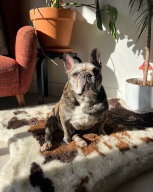 Sara Coates Instagram - There is something magical about the “photo dump”. It feels like more of a glimpse into my life and less of my curated, stressed out, overthought attempt at receiving validation and compliments. *editors note - I will ALWAYS accept compliments as will Reuben, preferably about his looks, bc he is a perfect specimen with chiseled meatloaf features