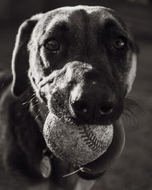 Sara Racey-Batraville Instagram - Meet Max. He’s our ball catcher. He also runs 100 miles a minute and photographing him is a sport. #ilovedogs 

@canonusa @sararaceybatraville #dogsofinstagram
