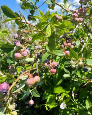 Sarah Rotella Instagram - Berry picking afternoon 🫐