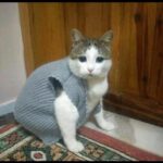 Sarp Apak