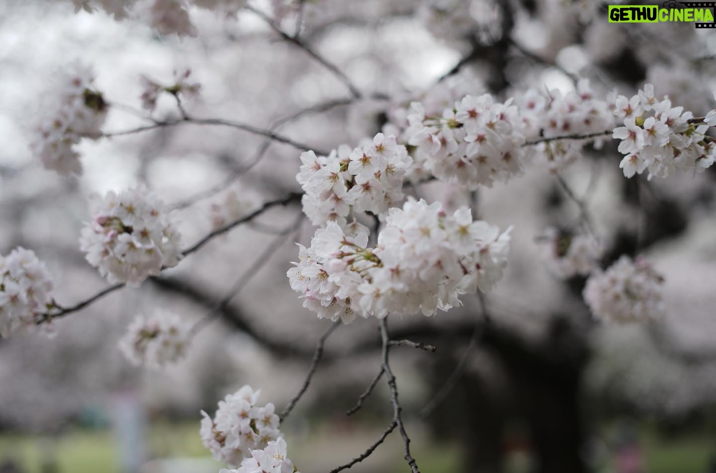 Satoshi Tsumabuki - 49.3K Likes - 春ですねぇ
桜の花言葉って「純潔」なんだね
初めて知った
#花見
#桜
#cherryblossom