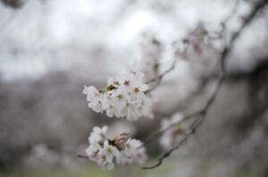 Satoshi Tsumabuki Instagram - 春ですねぇ

桜の花言葉って「純潔」なんだね

初めて知った

#花見 
#桜 
#cherryblossom